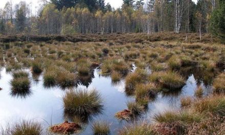 Scottish and UK governments have no records on commercial peat digging